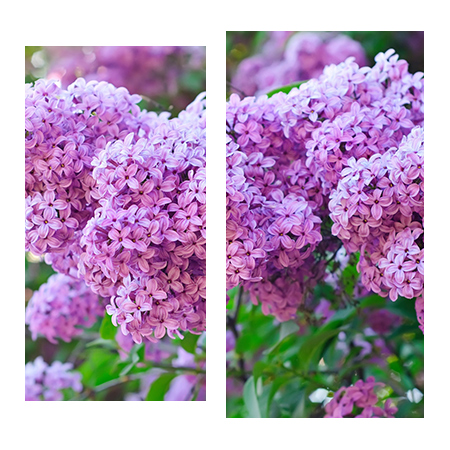 Цветы, растения - 01207